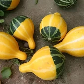 Karışık Süs Kabağı Tohumu 1 Paket (10 Adet) thumbnail 3