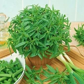 Zahter Kekiği Tohumu - 3