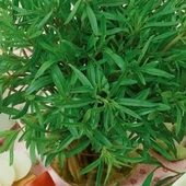 Zahter Kekiği Tohumu - 1