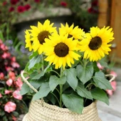 Süs Ayçiçeği Tohumu thumbnail 1