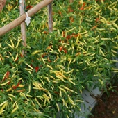 Sarı Süs Biber Tohumu thumbnail 3