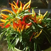 Sarı Süs Biber Tohumu thumbnail 2