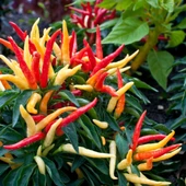 Sarı Süs Biber Tohumu thumbnail 1