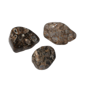 Turritella Doğal Taş Tımbıl El Taşı - 3