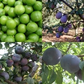 4 Çeşit Erik Fidanı Paketi - 1