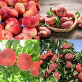 Extreme Tüplü Paraguaya Basık Yassı Şeftali Fidanı Paketi 4 adet - 1