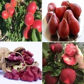 Tüplü Kırmızı Meyve Fidanı Paketi - 1