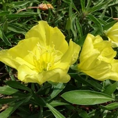 Ezan Çiçeği Tohumu - Gece Mumu - 1