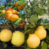 4'lü Meyve Fidanı Paketi (Kayısı-Elma-Armut-Ayva) - 1