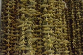 Gaziantep Pazarı Bamya Kurusu 500 G - 1