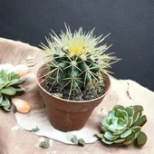 Echinocactus Grusonii - Altın Fıçı Kaktüsü (8 lik Saksıda) - 1
