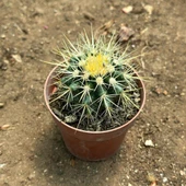 Echinocactus Grusonii - Altın Fıçı Kaktüsü (8 lik Saksıda) - 2
