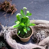 Mega Boy Euphorbia Milli Dikenler Tacı Çiçeği (BEYAZ) thumbnail 1