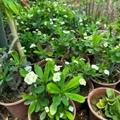 Mega Boy Euphorbia Milli Dikenler Tacı Çiçeği (BEYAZ) thumbnail 5