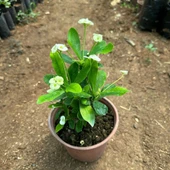 Mega Boy Euphorbia Milli Dikenler Tacı Çiçeği (BEYAZ) thumbnail 2