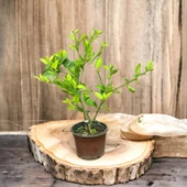 İç Mekana Uygun Tam Bodur Lime Limon Fidanı thumbnail 1