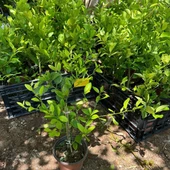 İç Mekana Uygun Tam Bodur Lime Limon Fidanı thumbnail 3