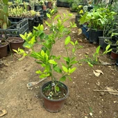 İç Mekana Uygun Tam Bodur Lime Limon Fidanı thumbnail 2