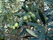 Zeytin Yaprak Gübresi 20 Kg - 2