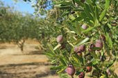 Zeytin Yaprak Gübresi 5 Kg - 2