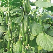 Sebzeler Için Sıvı Bitki Besini 5 Kg - 1