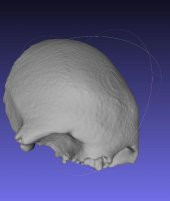 Frontal Kemik Anatomik Modeli Plastik Aparat - 1