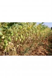 Organik Yayla Nohutları 5 Kg - 2