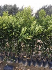 Tüplü Çekirdeksiz Lane Late Portakal Fidanı YAŞ 3 120-150 CM - 3