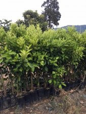 Tüplü Çekirdeksiz Lane Late Portakal Fidanı YAŞ 3 120-150 CM - 4