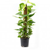 Salon Sarmaşığı 60 cm Patos Sarmaşığı Pothos Sarmaşığı - 2