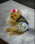 Forest Kemique's Secret Köpek İç Çamaşırı Regl Külot Don - 7