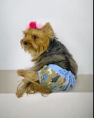 Forest Kemique's Secret Köpek İç Çamaşırı Regl Külot Don - 1