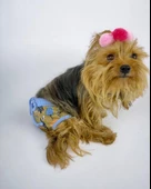 Forest Kemique's Secret Köpek İç Çamaşırı Regl Külot Don - 5