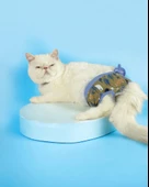 Forest Kemique's Secret Kedi İç Çamaşırı  Regl Külot  Don - 3