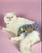 Forest Kemique's Secret Kedi İç Çamaşırı  Regl Külot  Don - 2