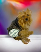 My Elephant Kemique's Secret Köpek İç Çamaşırı Regl Külot Don - 7