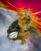 My Elephant Kemique's Secret Köpek İç Çamaşırı Regl Külot Don - 1