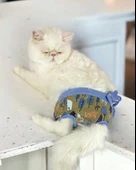 Forest Kemique's Secret Kedi İç Çamaşırı  Regl Külot  Don - 1