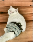 My Elephant Kemique's Secret Kedi İç Çamaşırı  Regl Külot  Don thumbnail 1