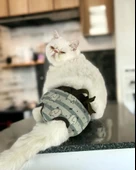 My Elephant Kemique's Secret Kedi İç Çamaşırı  Regl Külot  Don thumbnail 3