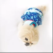 TEDDY BLUE KÖPEK ELBİSESİ  by Kemique  Köpek Kıyafeti - 5