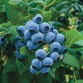 meyve vermeye hazır saksıda Bluberyy Yaban mersini (Mavi yemiş)fidanı 50-70cm - 1