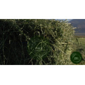 POLY Kemirgen DOĞAL KURU YONCA KEMİRGEN OTU-TAVŞAN-GİNEPİG-HAMSTER 4000 Gr - 5