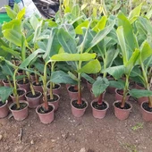 Kırmızı Muz Fidanı Özel Ürün ( 50-60cm) 1 Litrelik Saksıda - 2