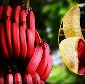 Kırmızı Muz Fidanı Özel Ürün ( 50-60cm) 1 Litrelik Saksıda - 1