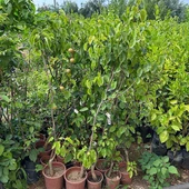 Büyük Boy Meyve verir Yaşta (5 Yaş) Naşi (NASHI HOSUI) Armut Fidanı+ 120 Cm Boyda thumbnail 2