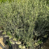 5 Adet Büyük Boy Gemlik Zeytin Fidanı+100 Cm thumbnail 3