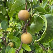 Büyük Boy Meyve verir Yaşta (5 Yaş) Naşi (NASHI HOSUI) Armut Fidanı+ 120 Cm Boyda thumbnail 1