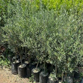 5 Adet Büyük Boy Gemlik Zeytin Fidanı+100 Cm thumbnail 2