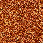 Elenmiş Kızıl Dal Darı 1 kg - 1